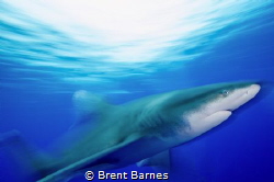 Blurred photo of a Oceanic White Tip in Cat Island, Bahamas by Brent Barnes 